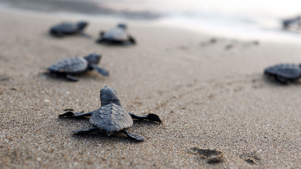 New TUI Turtle Aid projects launched in Cape Verde, Kenya, Turkey and Greece